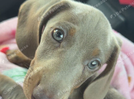 Kc registered miniature dashound