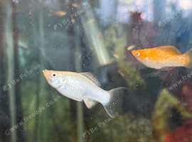 3 Mollies For Sale