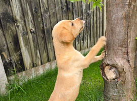 KC registered labrador puppies