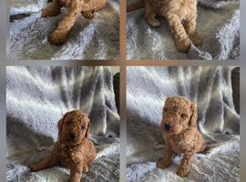 Cockapoo F1b