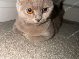 Lilac BSH girl
