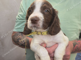 Springer Spaniel Puppies for Sale