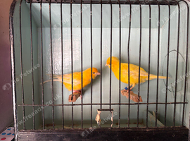 Canaries