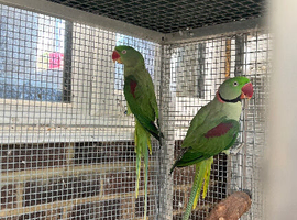 Alexandrine