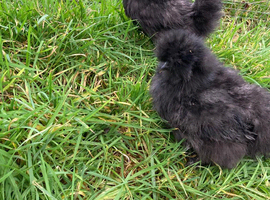 Hatching eggs