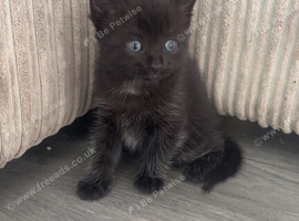 Kitten