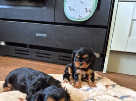 *REDUCED* Cavalier King Charles Male Puppies