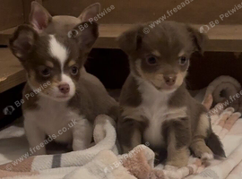 Beautiful chihuahua puppies