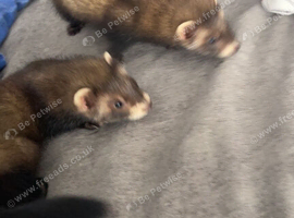 Re- home a wee girl and boy kit