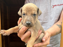 Lurcher puppies