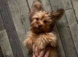 Dachshund + Shih Tzu  mix Boy
