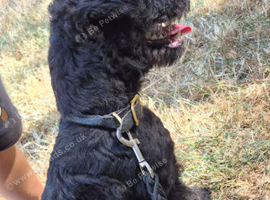 Female fell terrier