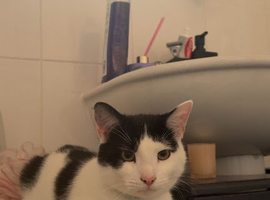 Male Cat