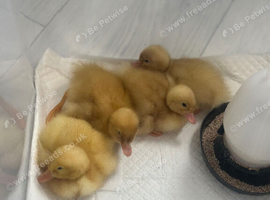Cherry valley ducklings