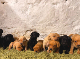 Kc well bread Labrador puppies
