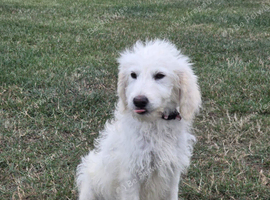 Golden doodle puppy