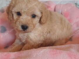 Beautiful toy poodle babies