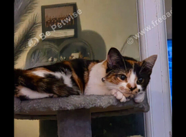 Rehoming 10mth old female cat in Walsall