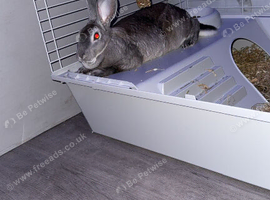 Rabbit