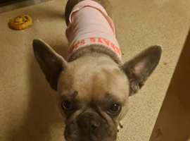 Sales dog