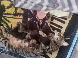 Black Bengal Cross kittens