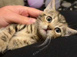 Kittens looking for a home