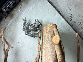 2 juvenile milk frogs