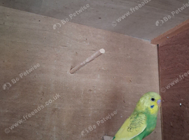 Baby budgies 7 weeks