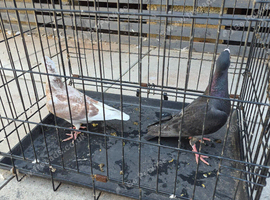 Raceing pigeons.