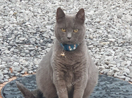 Russian blue kittens