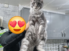 Maine Coon Male For Sale