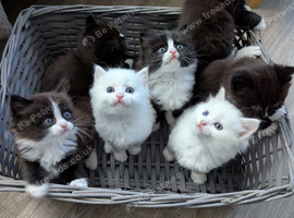 Beautiful smoky/chocolate regdoll kittens