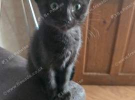 Half sphynx half siamese ready now!!!