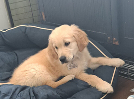 Golden retriever  boy
