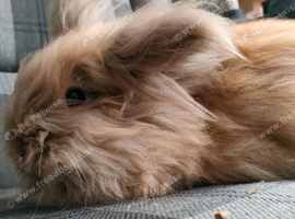 Super fluffy Lionhead boy