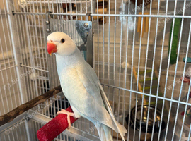 Beautiful white & blueish IRN parakeet