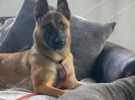 14 month old Belgian Malinois in Darlington