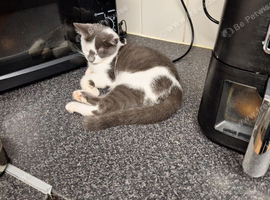4.5month kitten