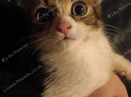 Boy kitten tabby