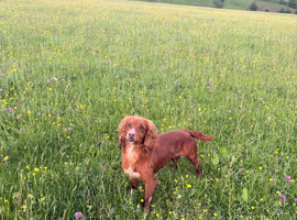 Lovely female spaniel