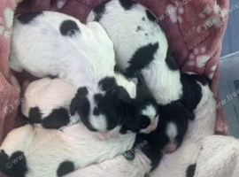 English springer spaniels