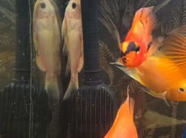 Albino upside down