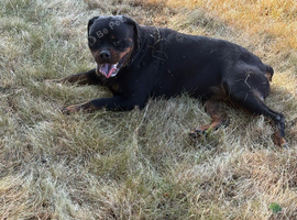 Female Rottweiler Imported from Serbia