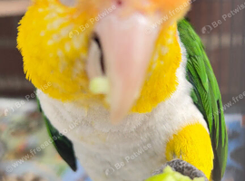 Beautiful white bellied caique parrot for sale
