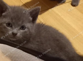 3 grey and 1 black kittens looking for loving homes