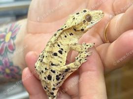 Ink spot/blotch super dalmation Crested gecko