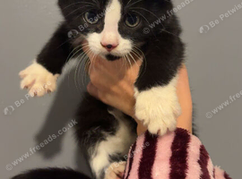 Last Maine coon x kitten