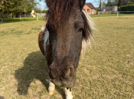 Miniature Piebald Mare