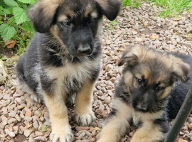 Beautiful litter of Long coated German Shepherd puppies