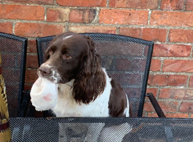 Working cocker spaniel